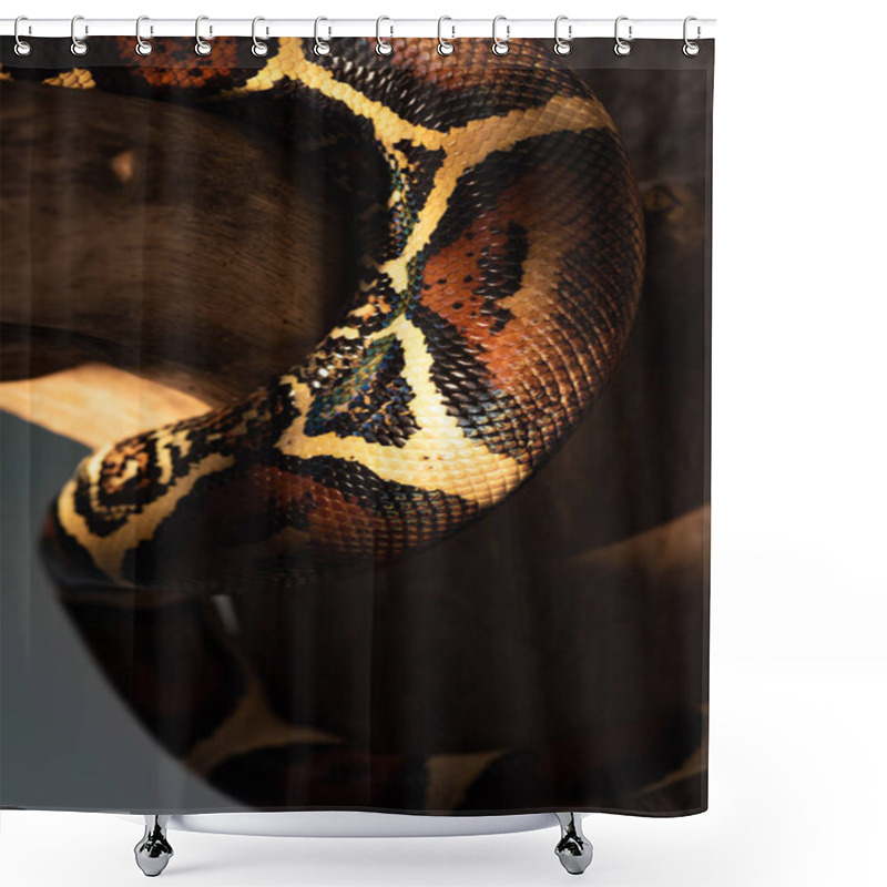 Personality  Close Up View Of Textured Python Snakeskin With Sunlight On Wooden Log Isolated On Grey Shower Curtains