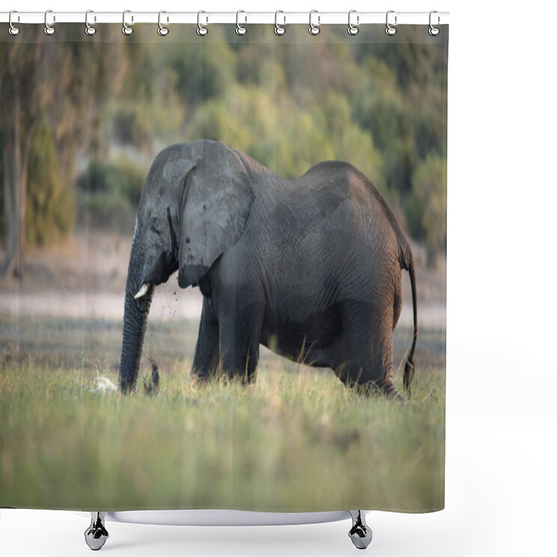 Personality  Elephant In CHOBE NATIONAL PARK Shower Curtains