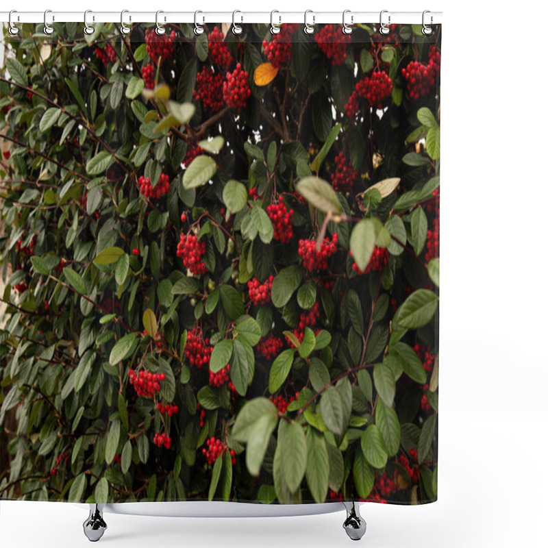 Personality  Rowanberry Bush With Lush Green Leaves Shower Curtains