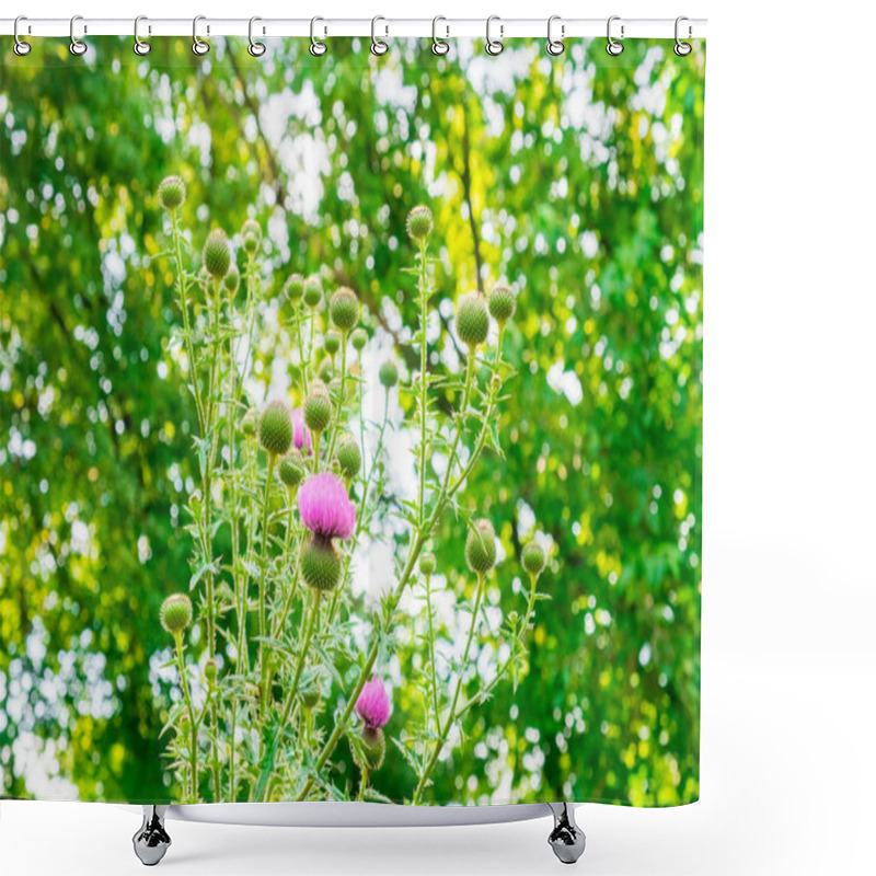 Personality  The Sun Shines Through The Plants Of Luscious Greenery With Flowers With Thorns Background Image Shower Curtains