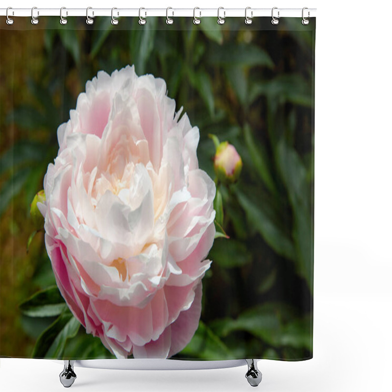 Personality  Beautiful Natural Pink Peony Close-up, Selective Focus. Pink Blooming Peony. Shower Curtains