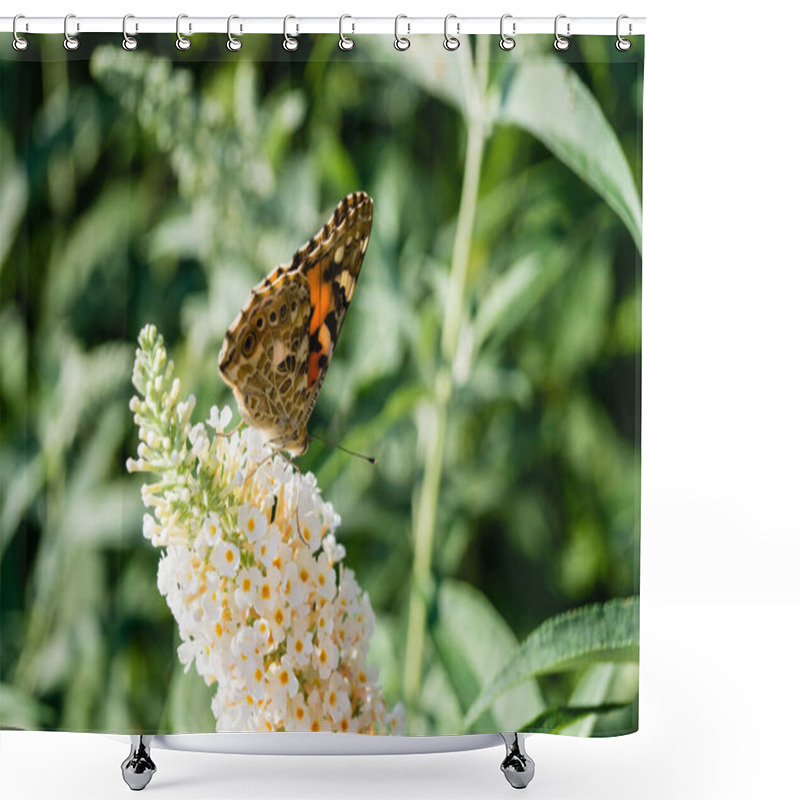 Personality  Butterfly Vanessa Cardui Or Cynthia Cardui In The Garden Shower Curtains