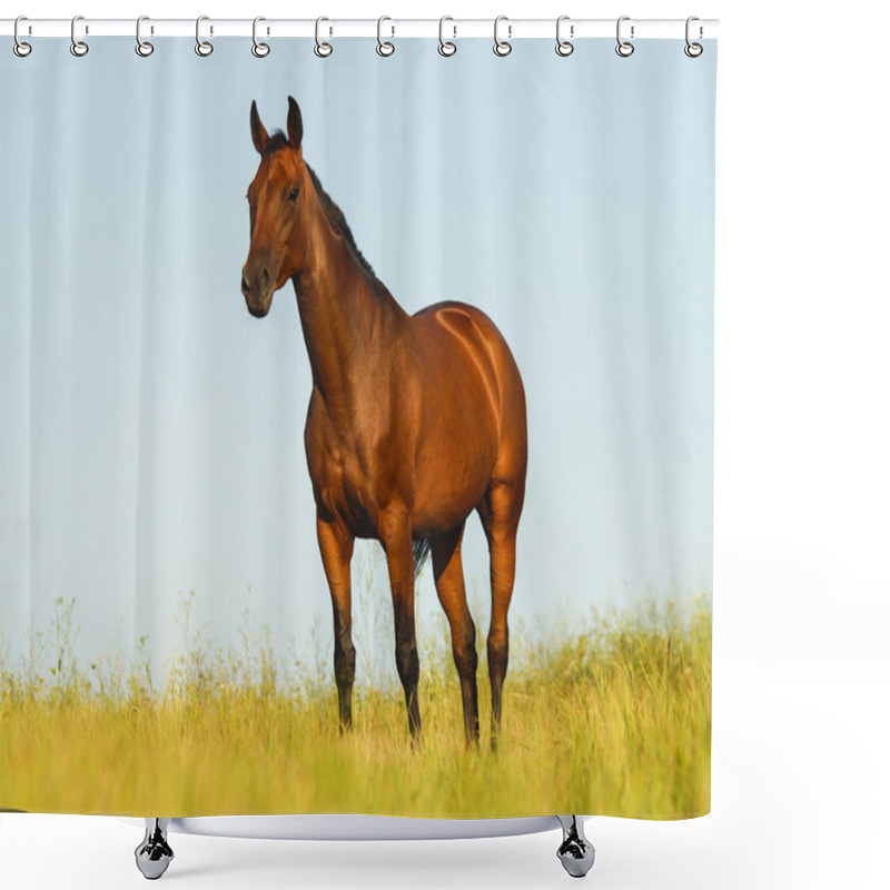 Personality  Red Horse With A Black Mane And Tail Running In A Field On The Green Grass Shower Curtains