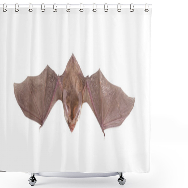 Personality  Long-eared Bat Isolated On White Shower Curtains