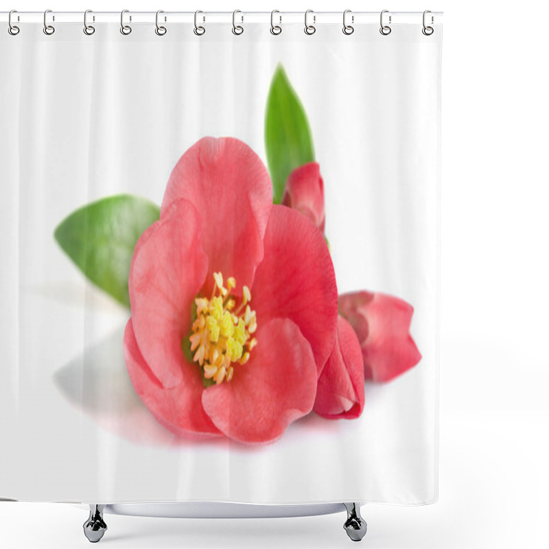 Personality  Beautiful Pink Flower On White Background Shower Curtains