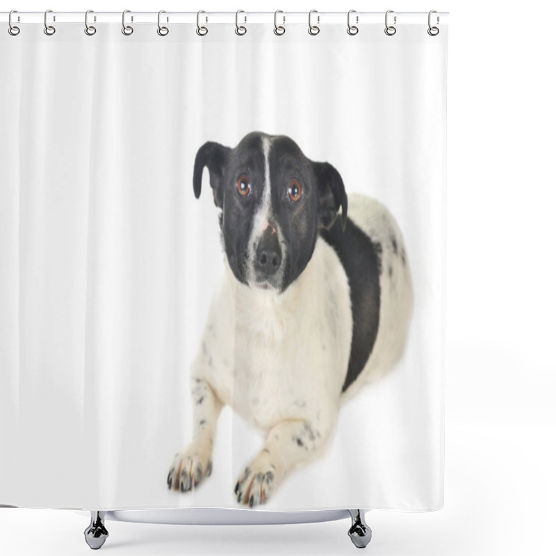 Personality  Cute Dog Shower Curtains