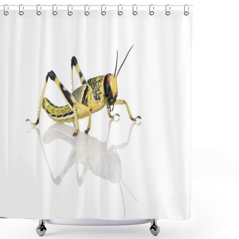 Personality  Larva Of Desert Locust, Schistocerca Gregaria, Standing Against White Background, Studio Shot Shower Curtains