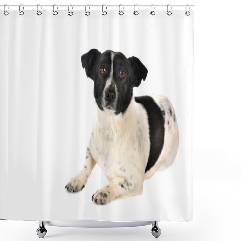 Personality  Cute Dog Shower Curtains