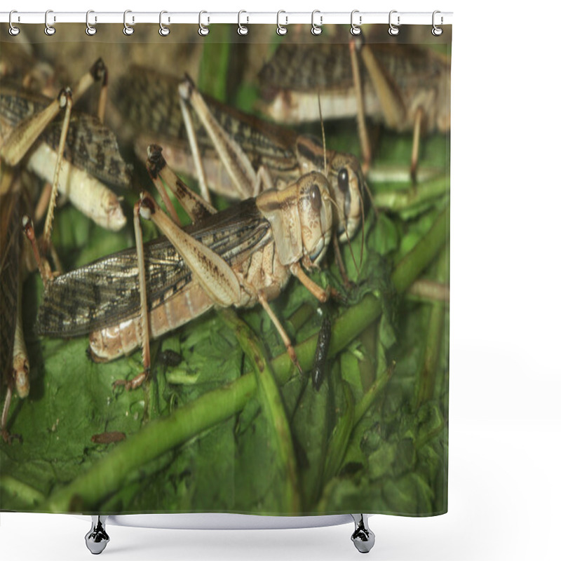 Personality  Desert Locust Insects Shower Curtains