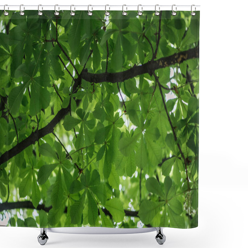 Personality  Bottom View Of Chestnut Tree With Green Leaves On Branches  Shower Curtains