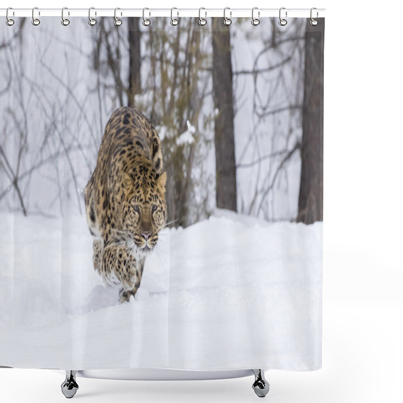 Personality  Amur Leopard In The Snow Shower Curtains