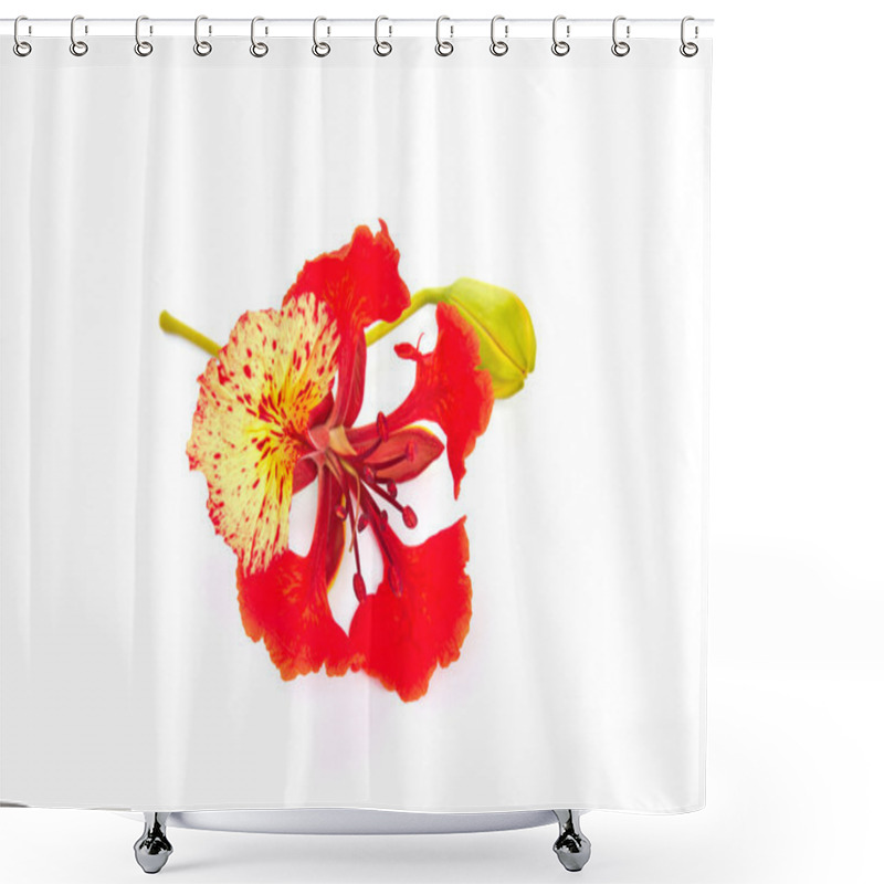 Personality   Pride Of Barbados Isolated  Shower Curtains