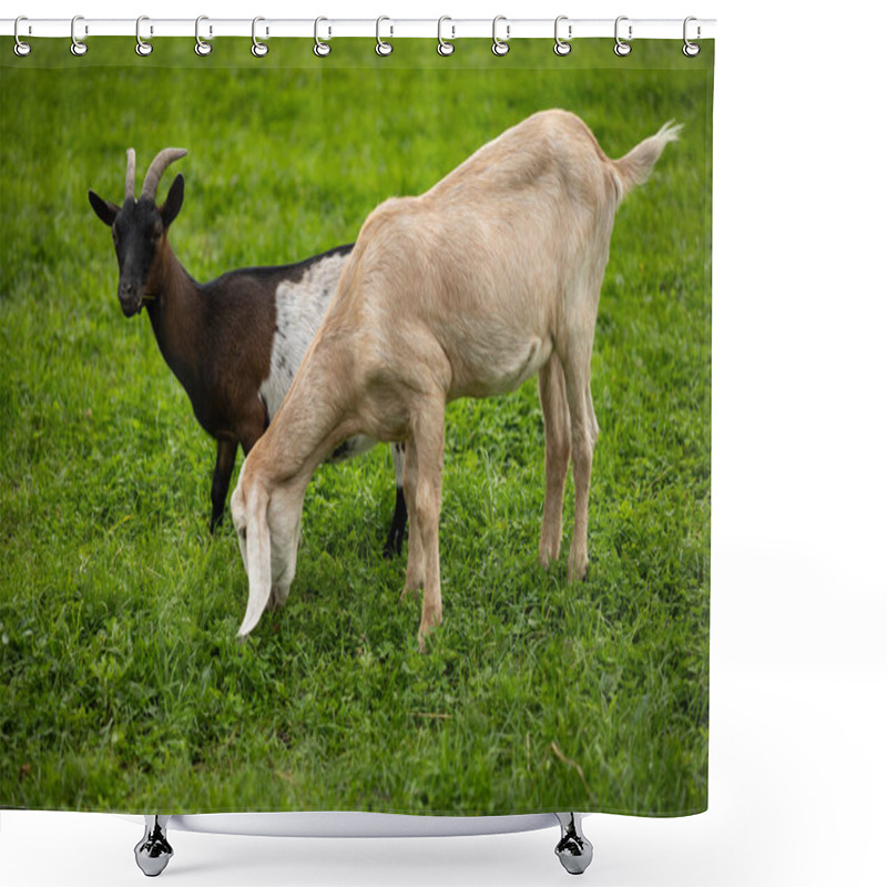 Personality  Two Goats Grazing On A Lush Green Field On A Peaceful Day. Concept Of Farm Life, Rural Animals, And Sustainable Agriculture In The Countryside Shower Curtains