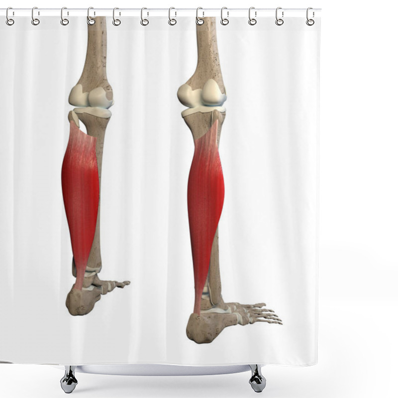 Personality  This 3d Illustration Shows The Soleus  Muscles On Skeleton On A White Background Shower Curtains