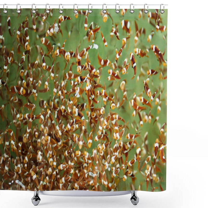 Personality  Clown Fish In The Fish Farm Shower Curtains