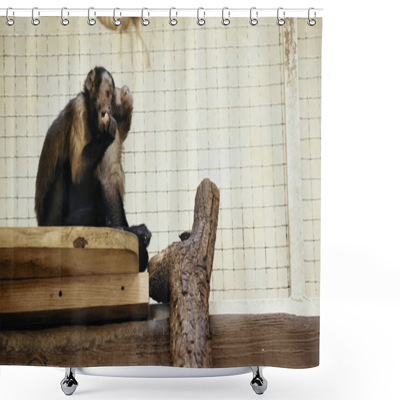 Personality  Furry And Wild Monkeys Eating Tasty Bread In Zoo  Shower Curtains