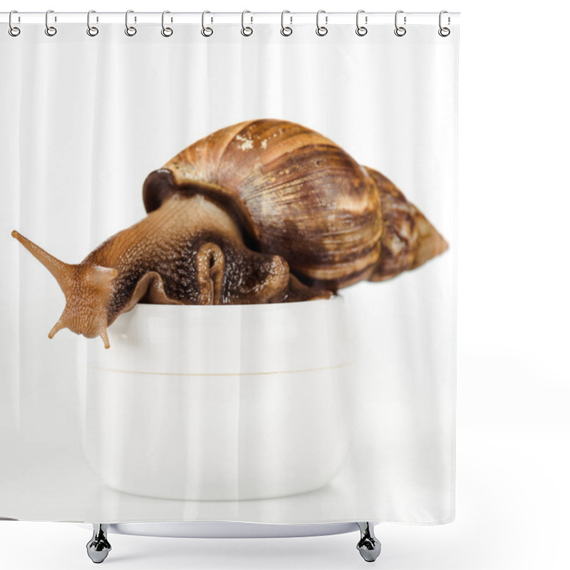 Personality  Close Up View Of Brown Snail On Cosmetic Cream Container Isolated On White Shower Curtains