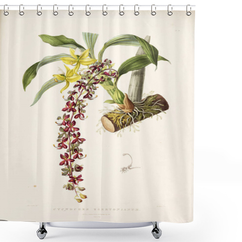 Personality  Illustration Of Flower. Old Image Shower Curtains