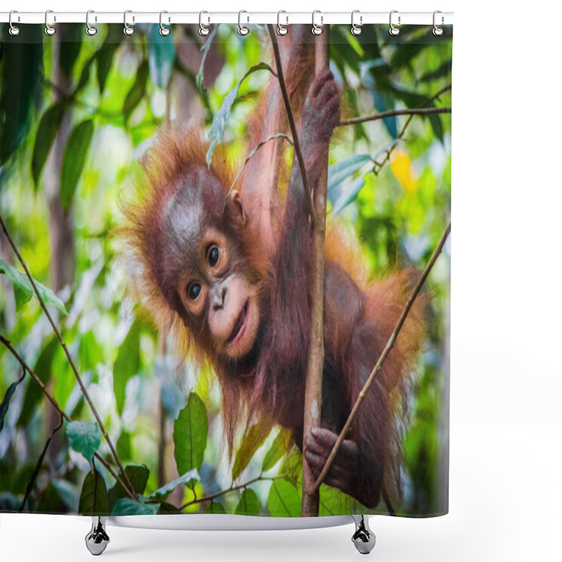 Personality  World's Cutest Baby Orangutan Hangs In A Tree In The Jungles Of Borneo Shower Curtains