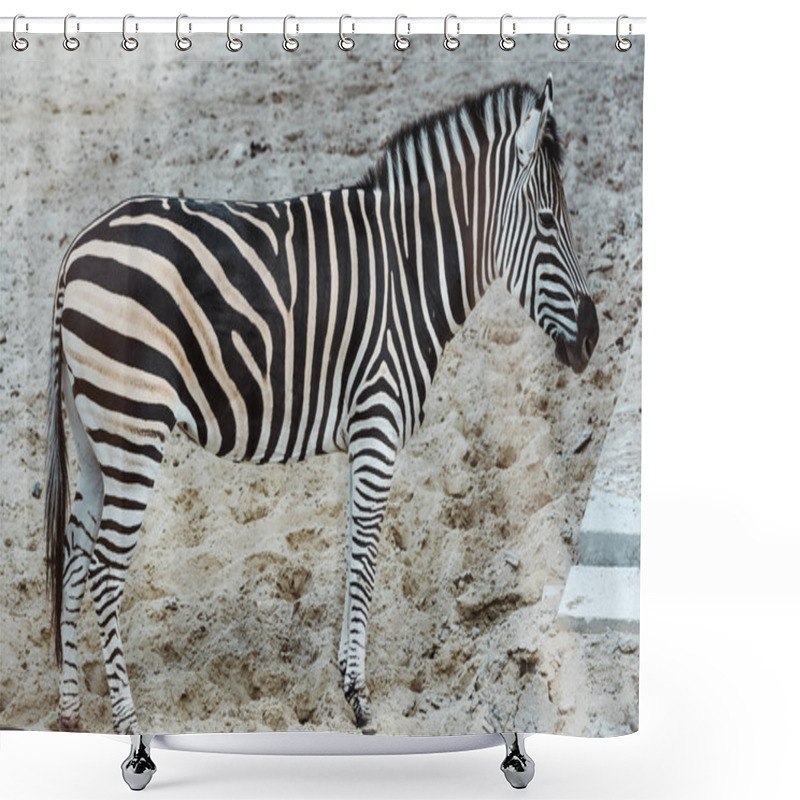 Personality  Wild Zebra With Black And White Stripes Standing In Zoo  Shower Curtains