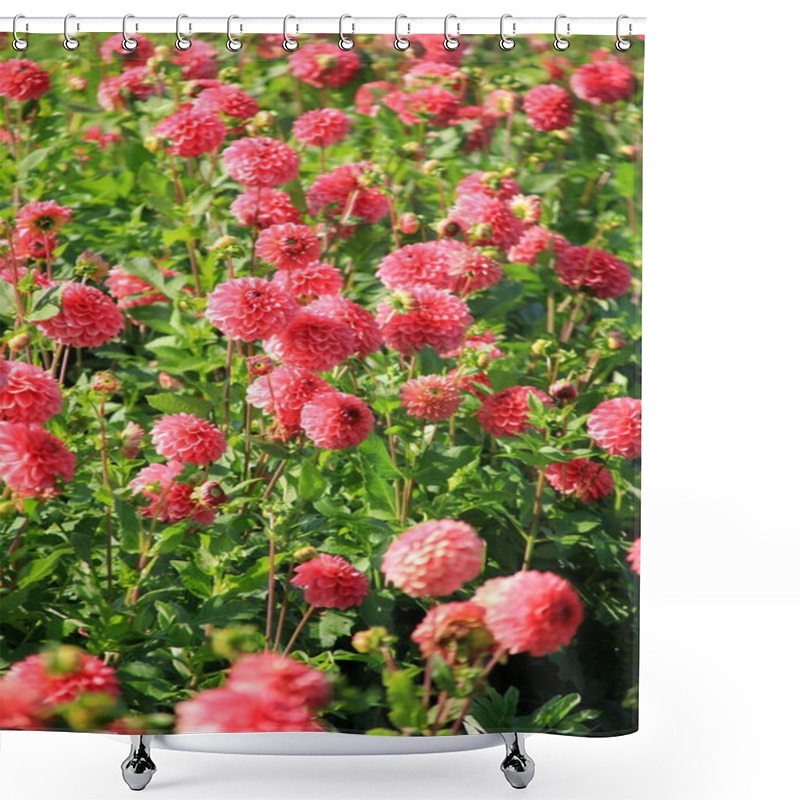 Personality  Red Asters Blooming In The Garden On A Sunny Summer Day Shower Curtains