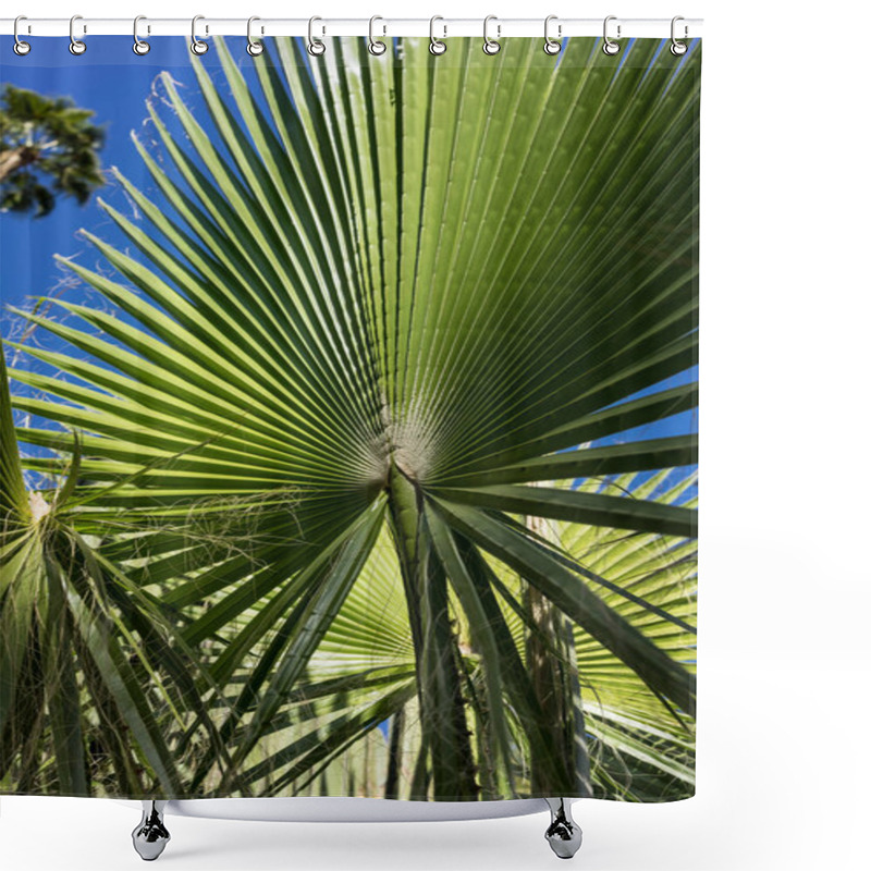 Personality  Trachycarpus Fortunei Palm Leaf With Blue Sky Shower Curtains