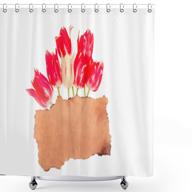 Personality  Red Tulip Isolated On White Background Shower Curtains