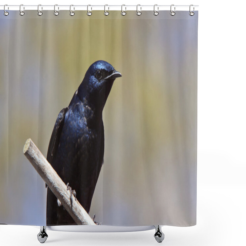 Personality  Purple Martin On Perch Shower Curtains