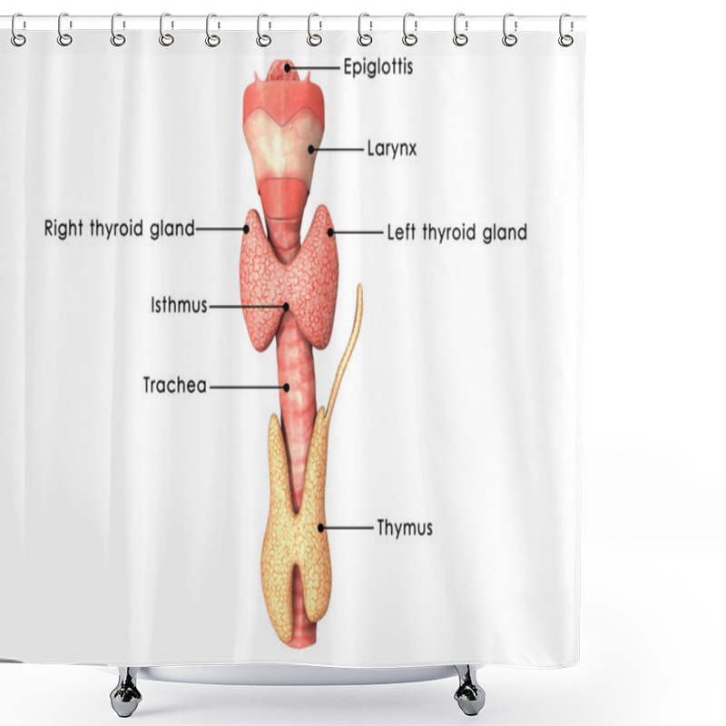 Personality  Thyroid Glands Anatomy Shower Curtains