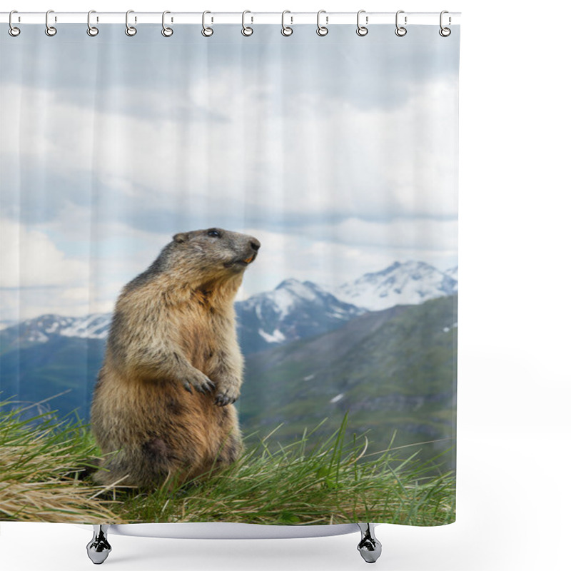 Personality  Alpine Marmot Standing In The Grass Shower Curtains