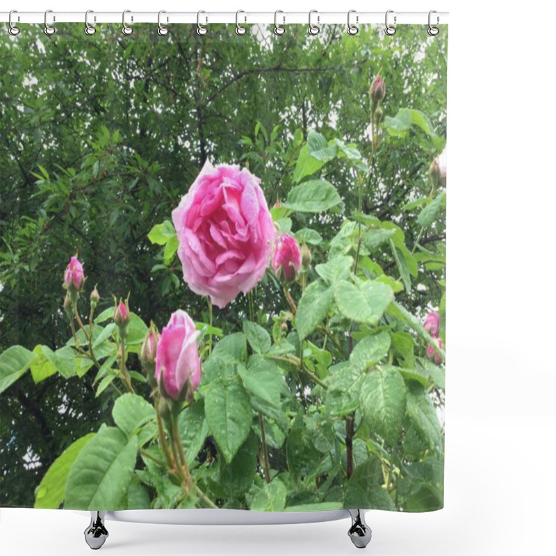 Personality  A Vibrant Pink Rose Stands Out Among Its Buds In A Lush Garden, Surrounded By Rich Green Leaves. The Scene Captures The Beauty Of Nature In A Serene Setting After Rain. Shower Curtains