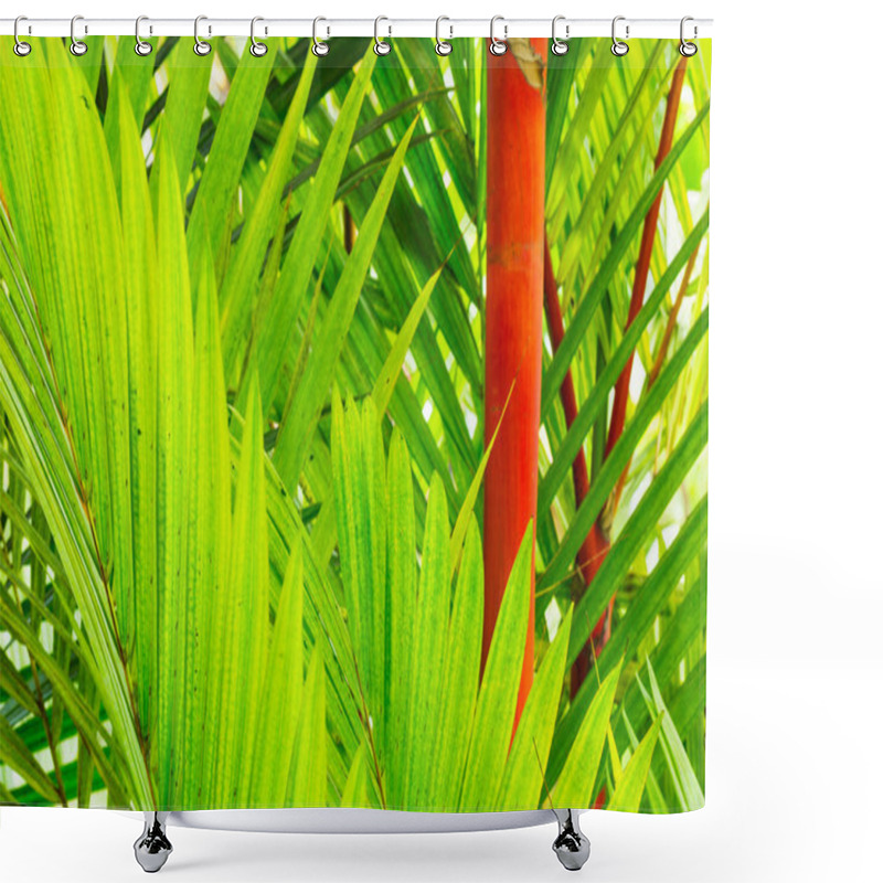 Personality  Tropical Plants Shower Curtains