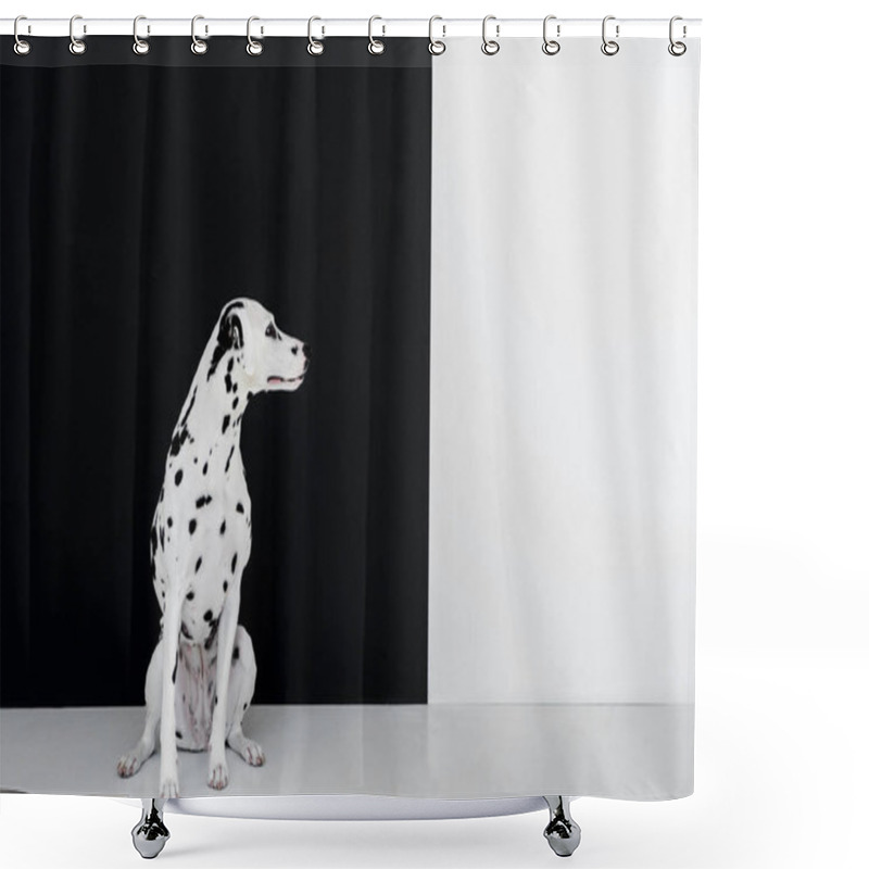 Personality  One Cute Dalmatian Dog Sitting Near Black And White Wall And Looking Away Shower Curtains