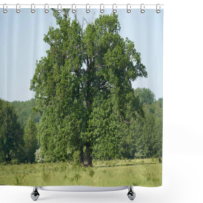 Personality  Big Old Oak Tree On A Meadow With Forest Behind Shower Curtains