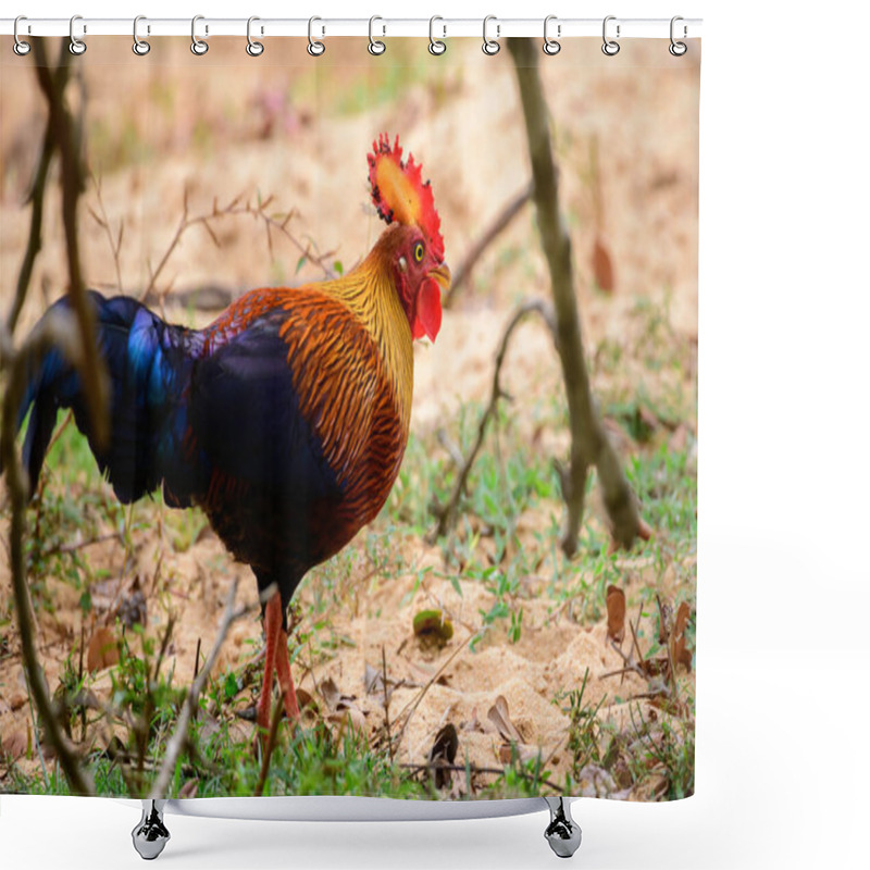 Personality  Beautiful Sri Lankan Jungle Fowl Foraging The Forests Of Yala National Park, Endemic And National Bird Of Sri Lanka. Shower Curtains