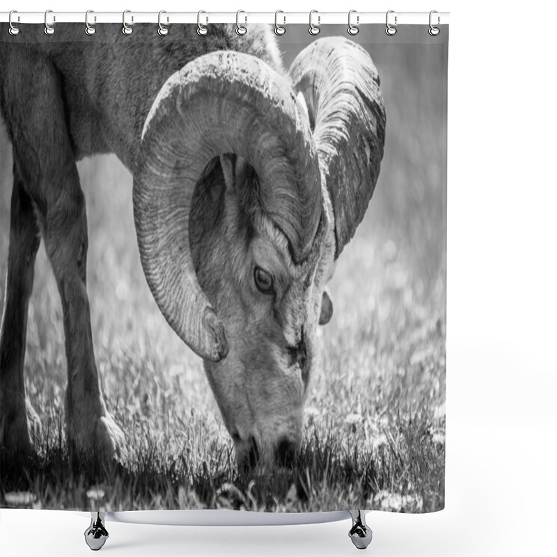 Personality  Bighorn Sheep Eating Dandelions Shower Curtains