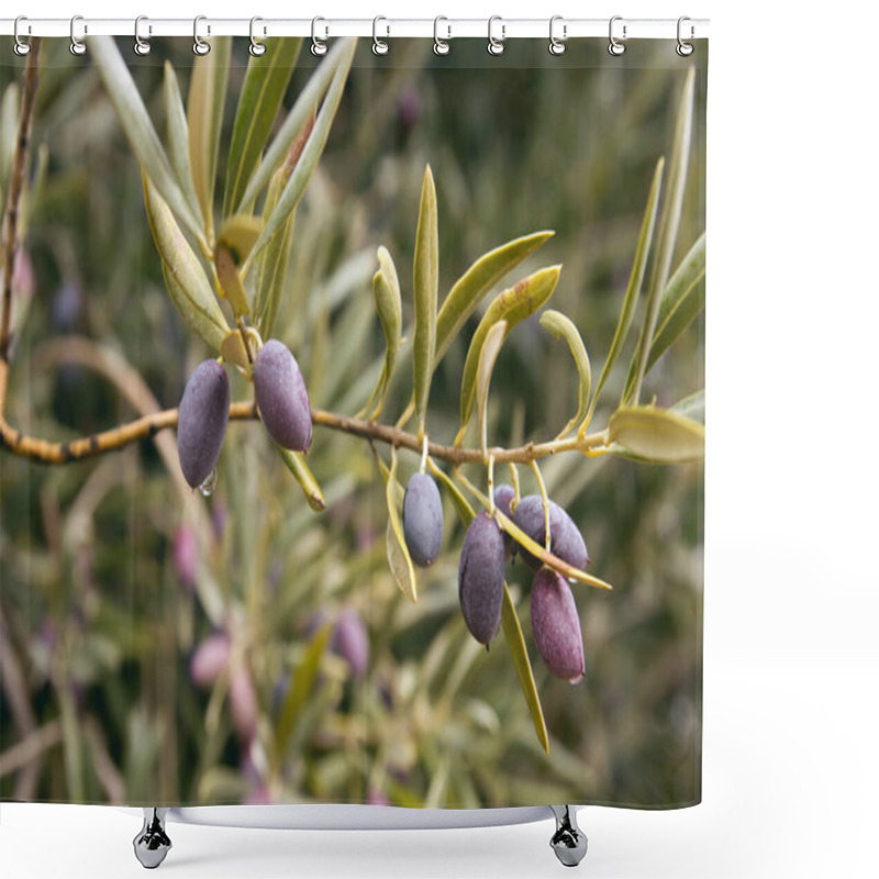 Personality  Olive Tree Fruits Close Up Shower Curtains