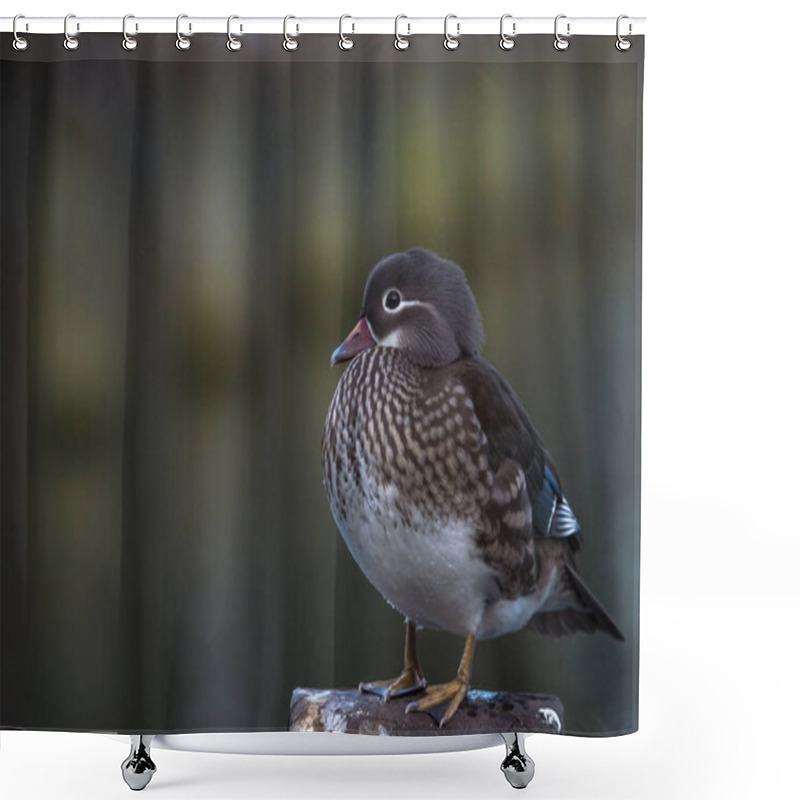 Personality  Female Mandarin Duck Shower Curtains