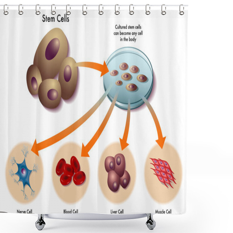 Personality  Stem Cells Shower Curtains