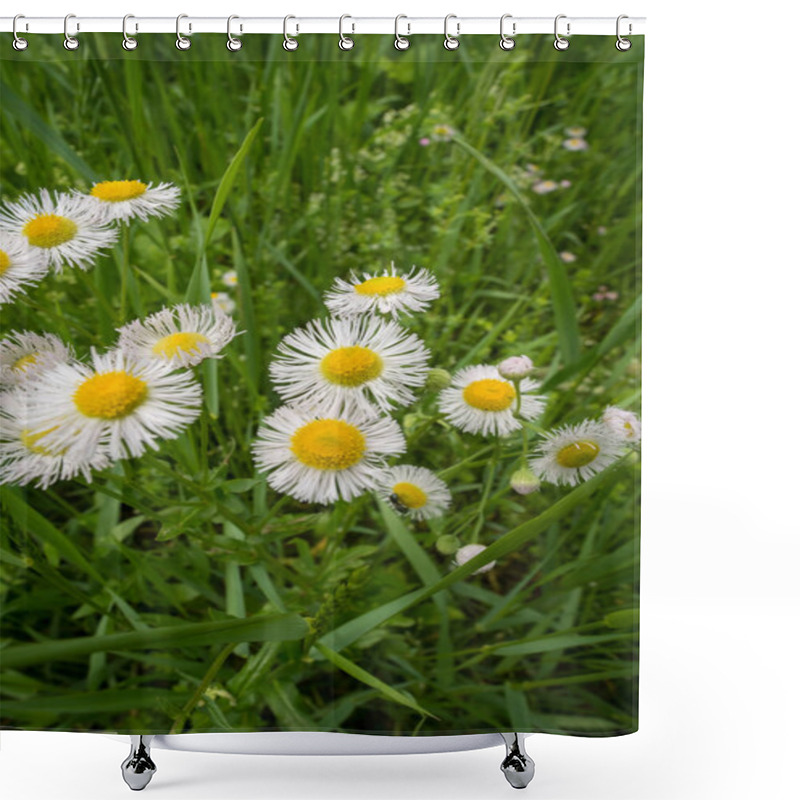 Personality  Field Of Beautiful Annual Daisy Fleabane Wildflowers In Summer Sun Shower Curtains