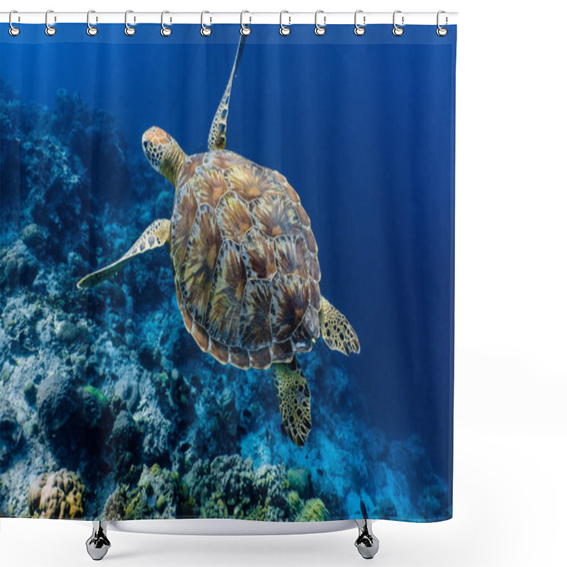 Personality  Green Sea Turtle Swimming Above A Coral Reef Close Up. Sea Turtles Are Becoming Threatened Due To Illegal Human Activities. Moalboal, Cebu, Philippines. Shower Curtains