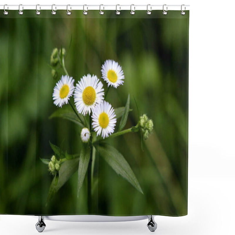 Personality  Annual Fleabane Or Erigeron Annuus Or Daisy Fleabane Or Eastern Daisy Fleabane Herbaceous Plant With Closed Flower Buds And Open Blooming Flowers Consisting Of Bright White Petals Growing From Yellow Center Surrounded With Dark Green Leaves Shower Curtains