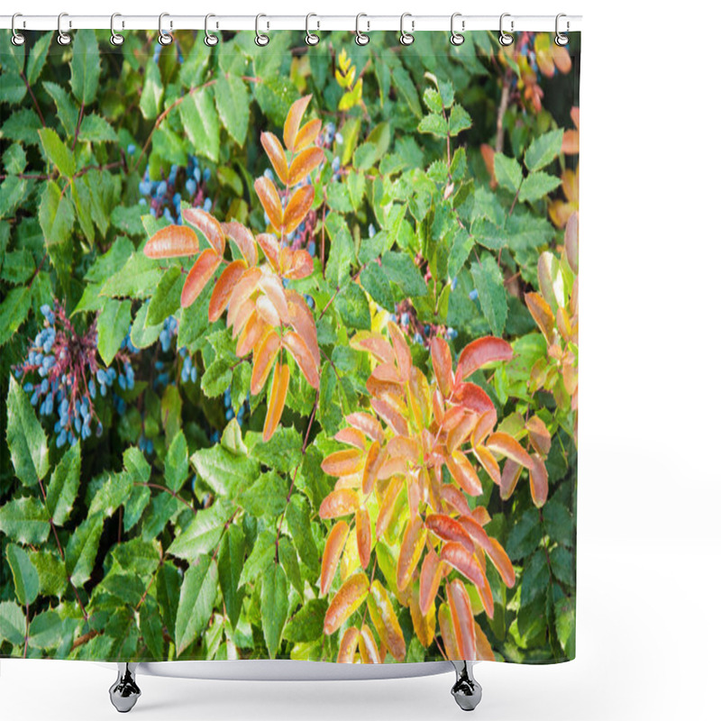 Personality  Blue-gray Berry Mahonia Shower Curtains