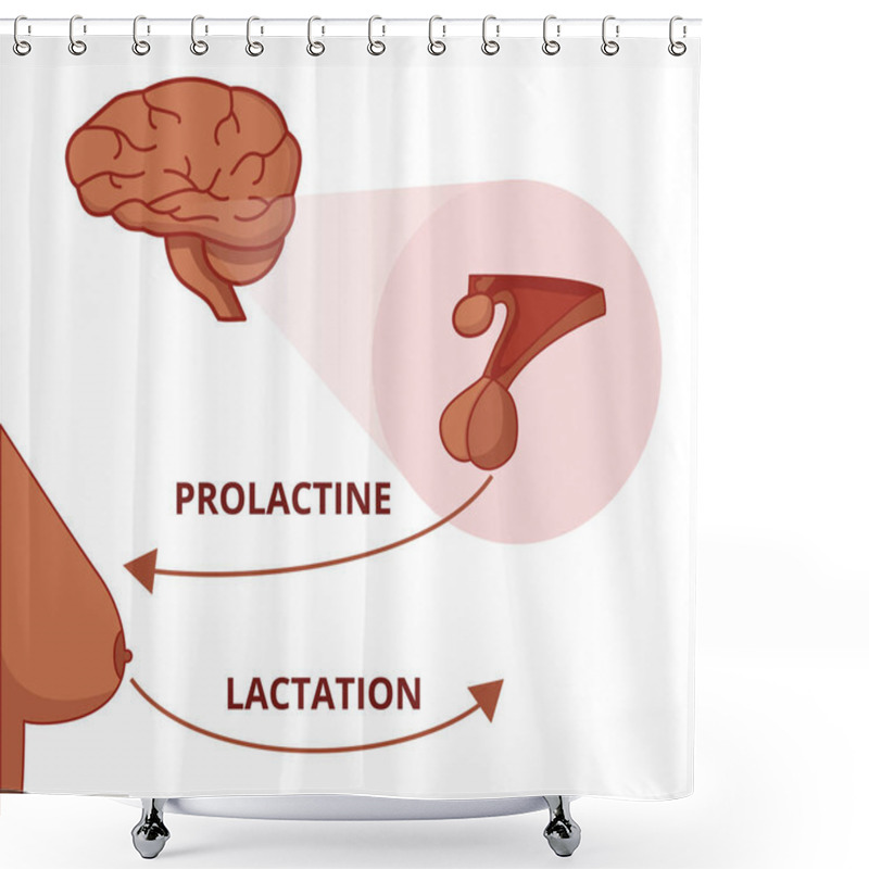 Personality  Prolactine Function. Prolaction Of The Pituitary Gland Stimulates Production Of The Mother's Milk Shower Curtains