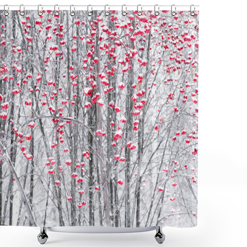 Personality  Berries Of Mountain Ash In A Winter Park. Shower Curtains