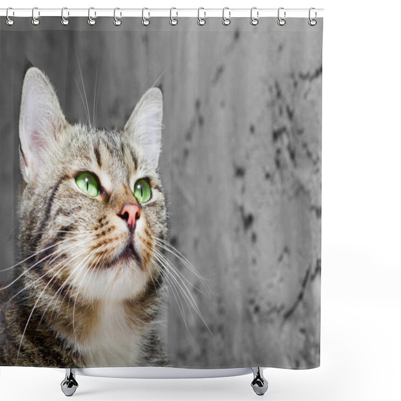 Personality  Beautiful European Cat In Front On A Gray Background Shower Curtains