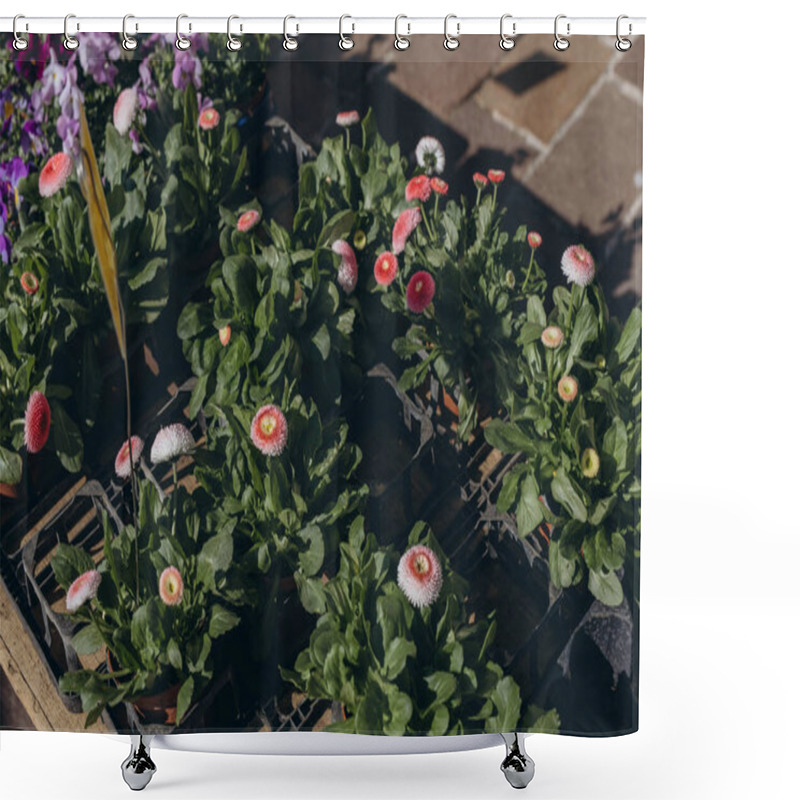 Personality  Colorful Violets In Pots Are Available For Sale At The Spring Market. High Quality Photo Shower Curtains