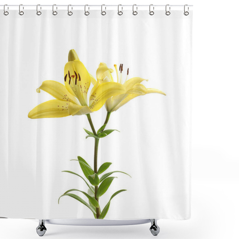 Personality  Beautiful Blooming Lily Flowers On White Background Shower Curtains