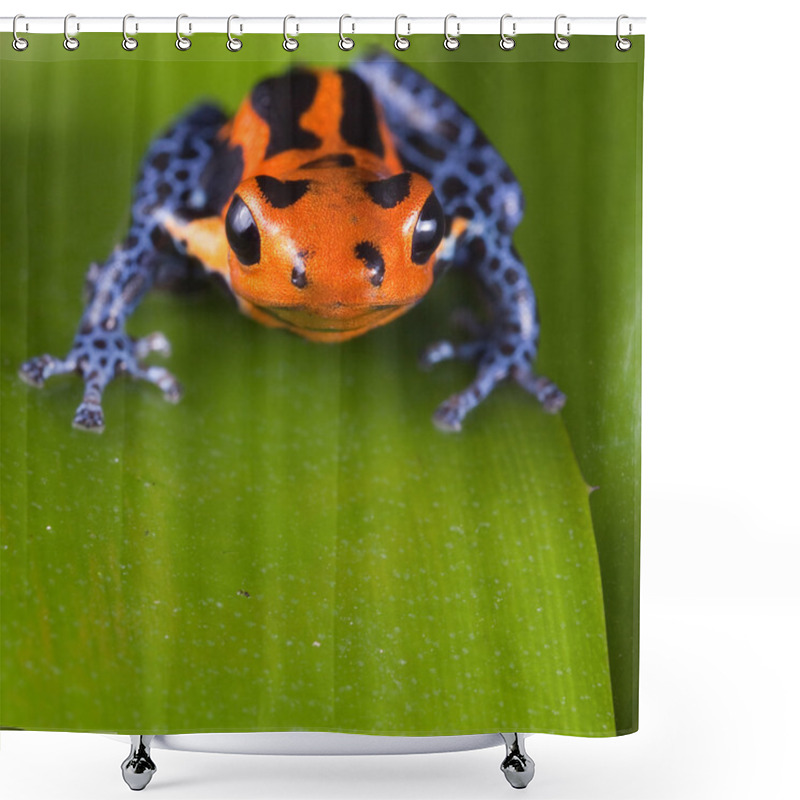 Personality  Frog Red Poison Dart Frog With Bright Blue Legs Shower Curtains