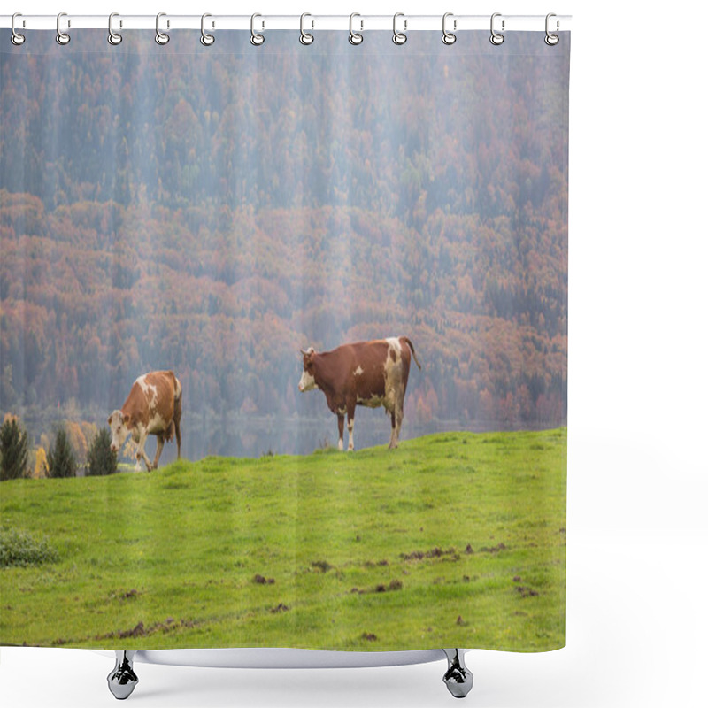 Personality  Cows Grazing In Alpine Meadows Shower Curtains